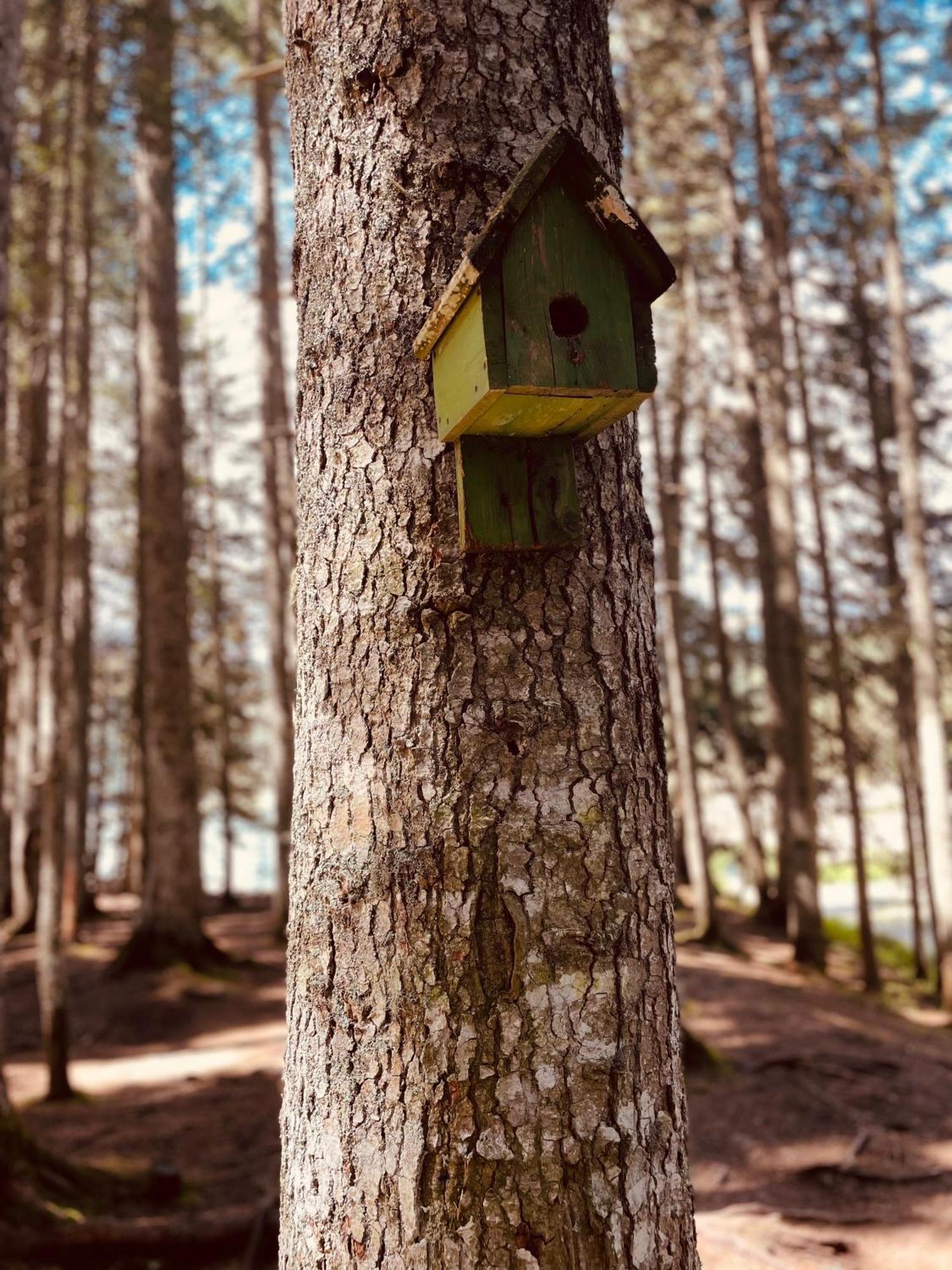 Guest House Lena Žabljak Dış mekan fotoğraf